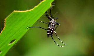Brasileiros versus Aedes aegypti: vai encarar?