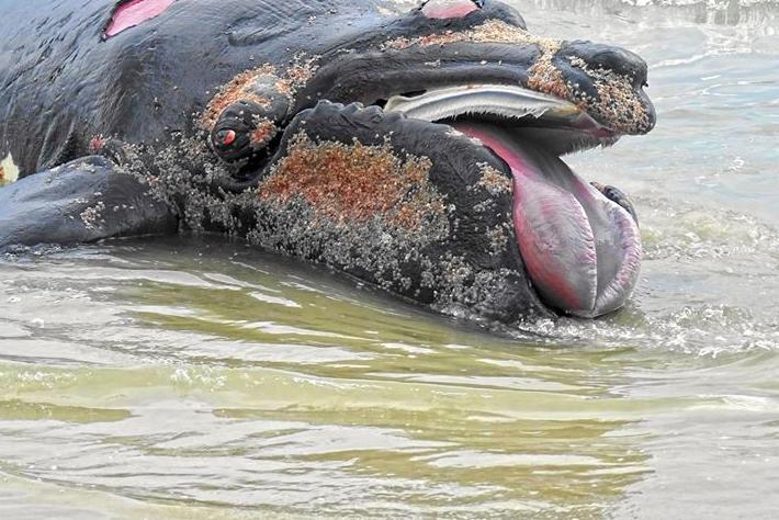 Filhote de baleia é encontrado morto no Matadeiro
